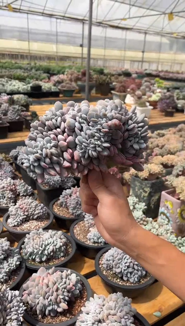 粉兔缀化