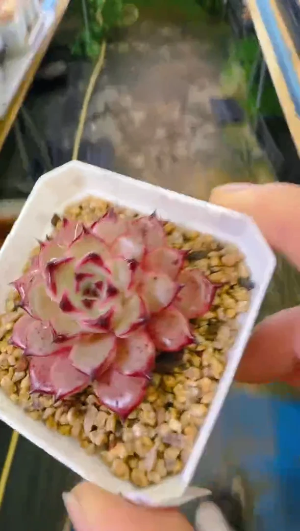 【闪购商品】福—041—仙农(爪)