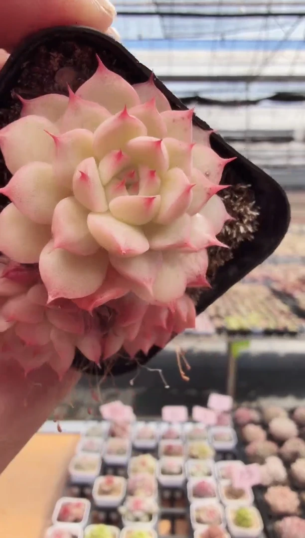 东云多肉园新款-212