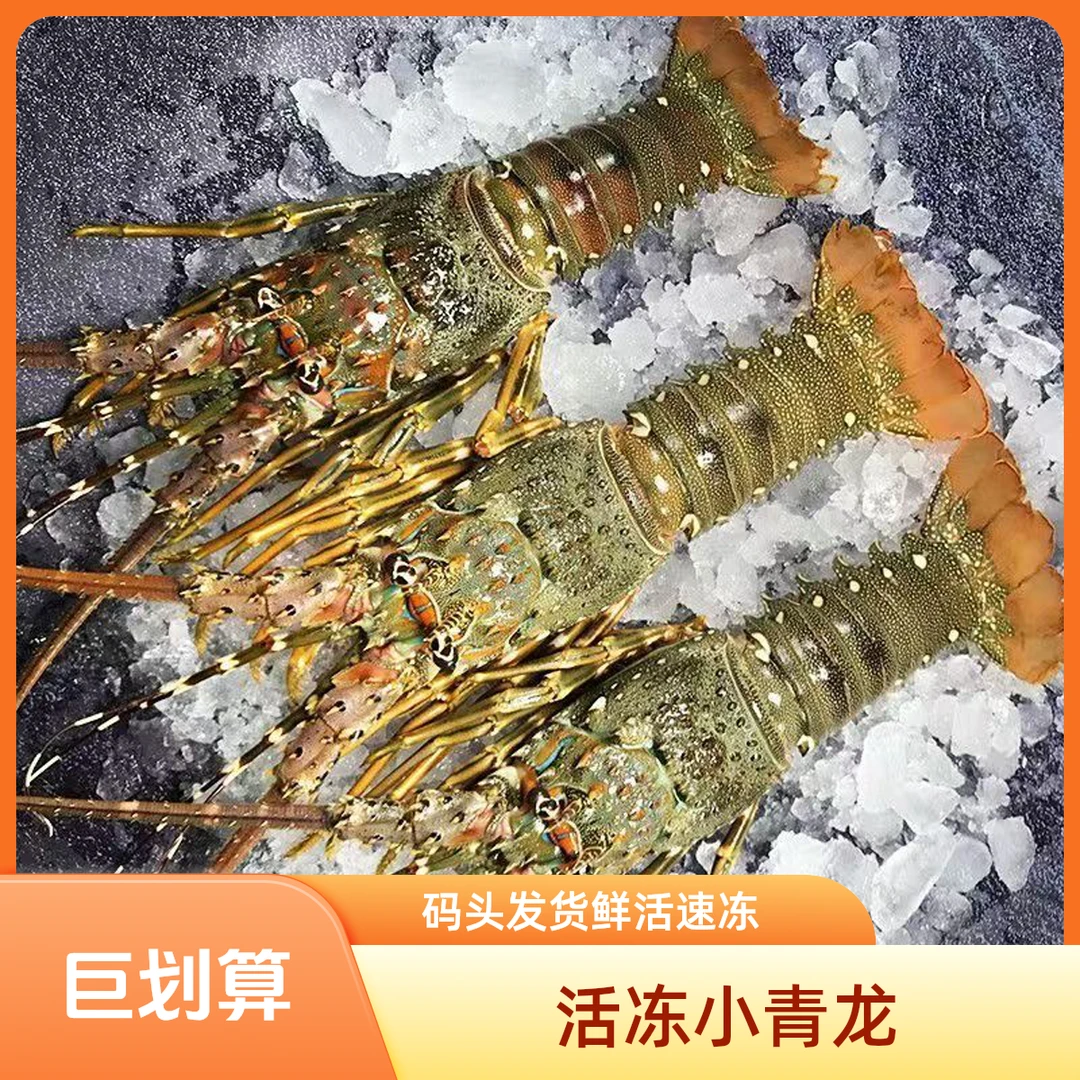 拍1单发6只小青龙2-3两鲜活冷冻特大澳龙鲜活大龙虾