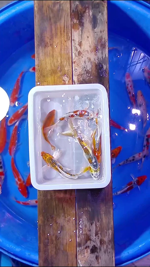 锦鲤直播间菁选一组装5条尺寸15cm左右 10号