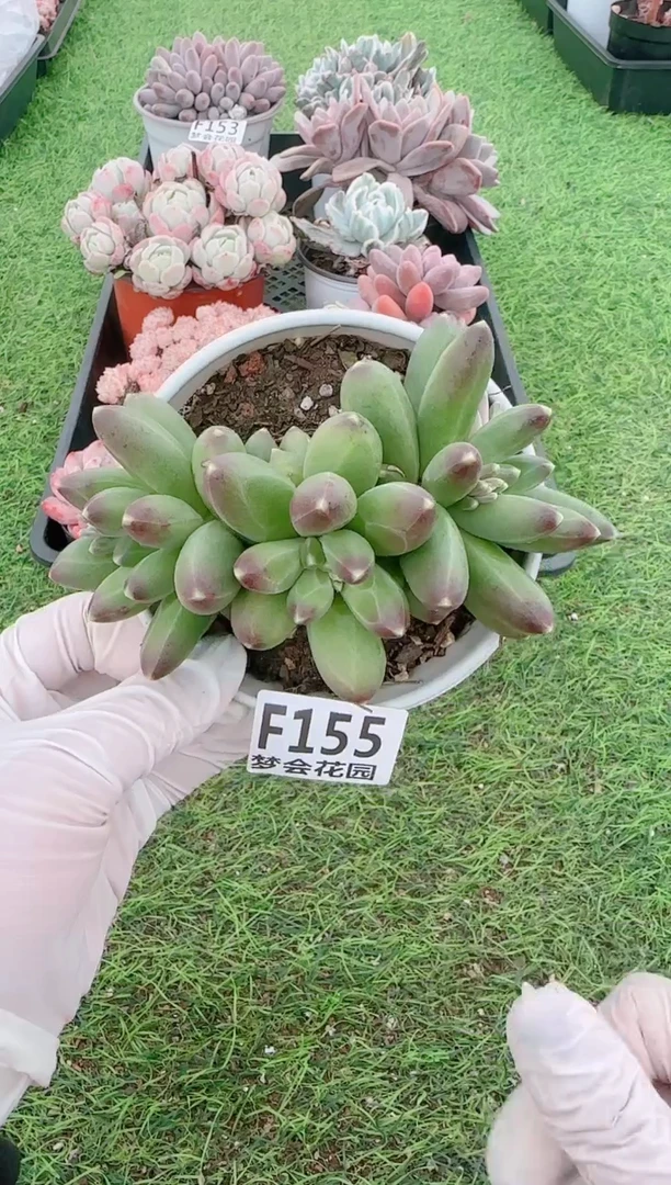 【闪购商品】梦会多肉一物一拍