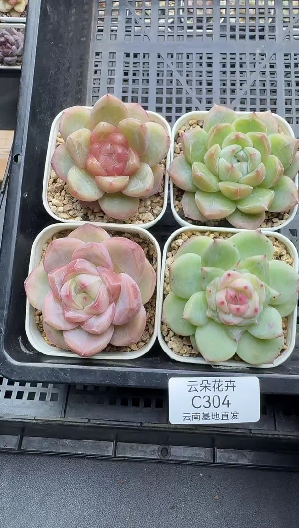 珍妮杂交多肉C304