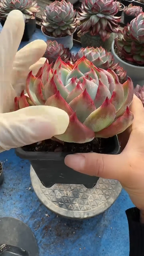 量拍内勾惊鸿9裸根发货）