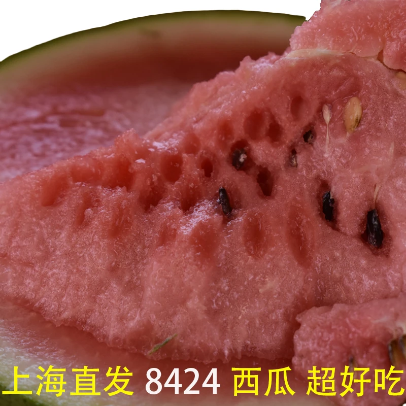 顺丰快递 正宗上海南汇8424西瓜人工授粉黑籽原苗一藤一瓜的送货上门当天摘当天发的礼盒装西瓜同城送上海市
