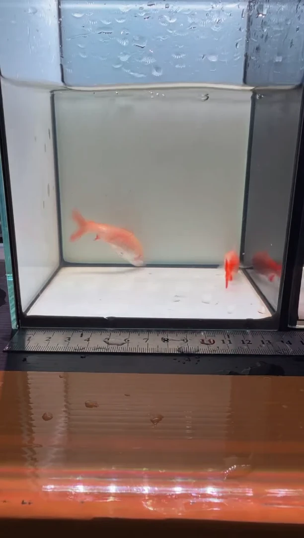 海水鱼白子红尾1111