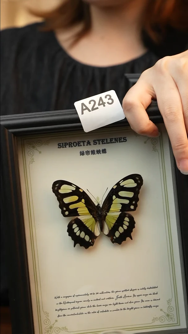 绿帘维蛱蝶真蝴蝶A243