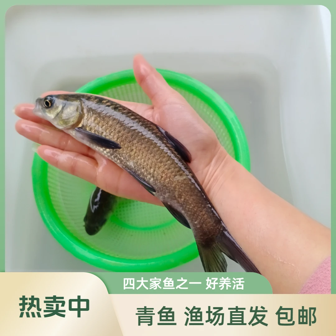 【活体】贵州优质青鱼螺丝青（4-25厘米）观赏鱼淡水鱼冷水鱼