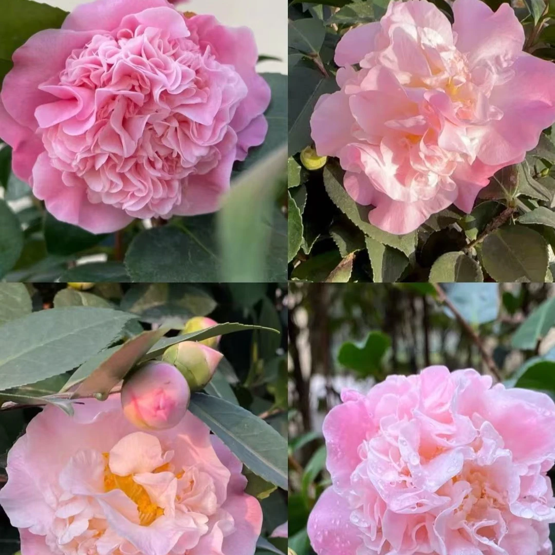 【浓香型烈焰香妃茶花】带花苞盆栽花卉模开花绿植