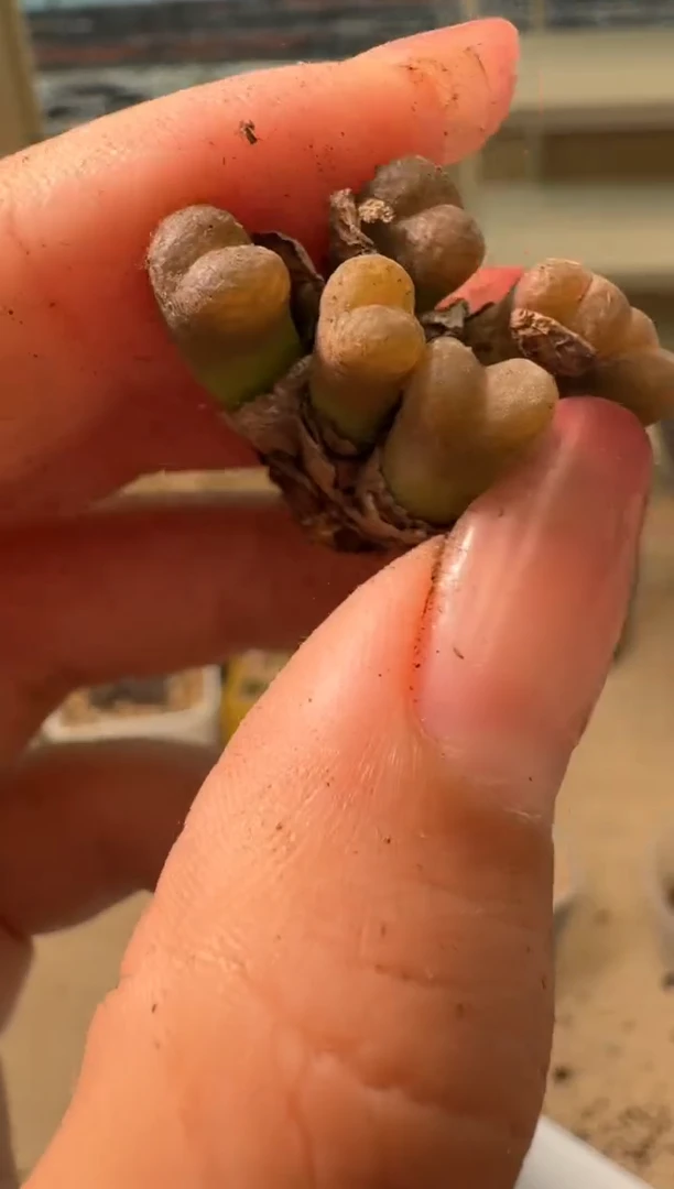 19-76多肉植物肉锥