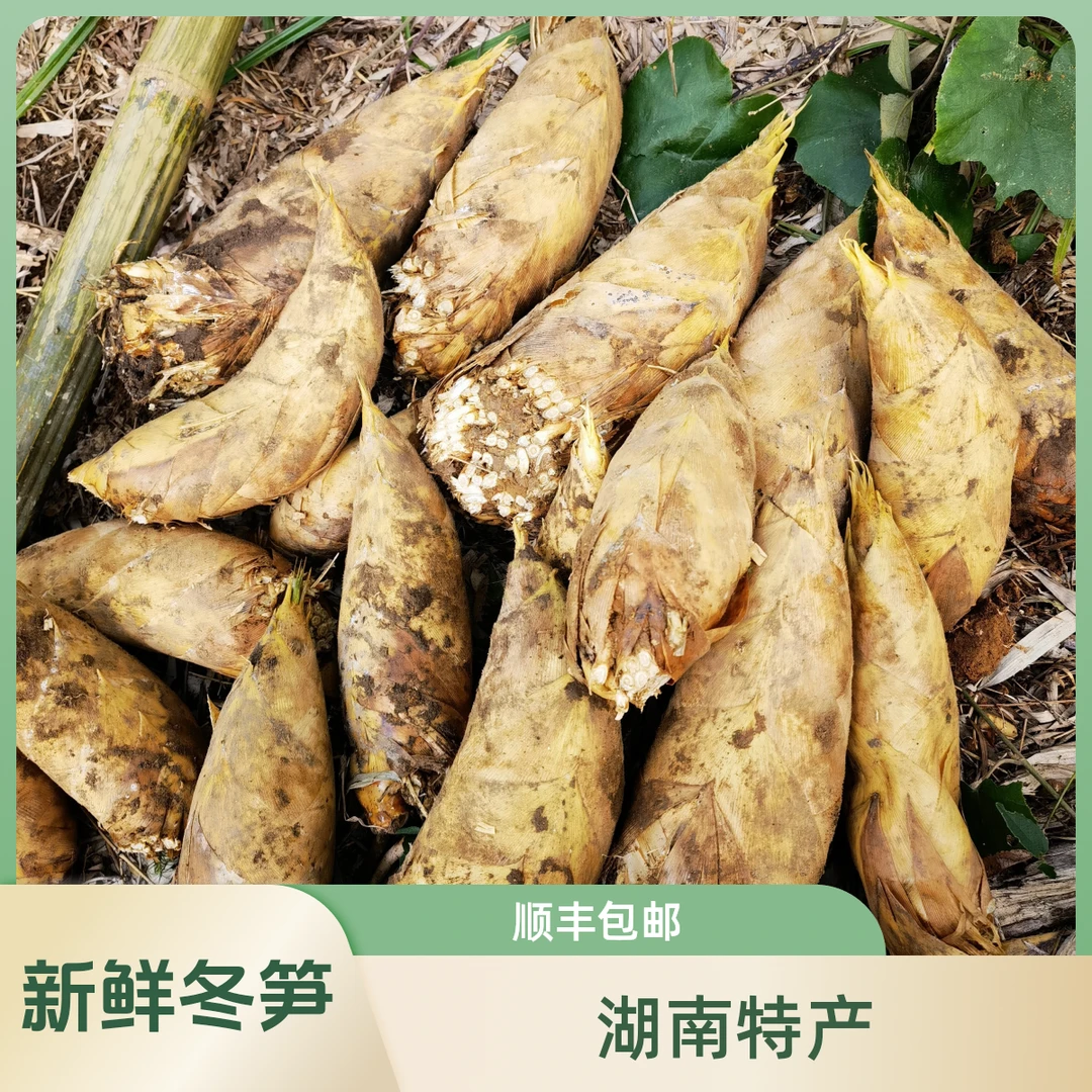 冬笋新鲜冬笋现挖竹笋顺丰包邮湖南特产冬笋家常做法高山