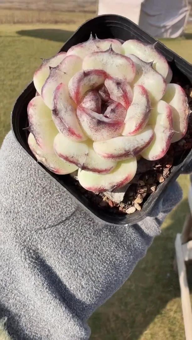 东云多肉园新款-187