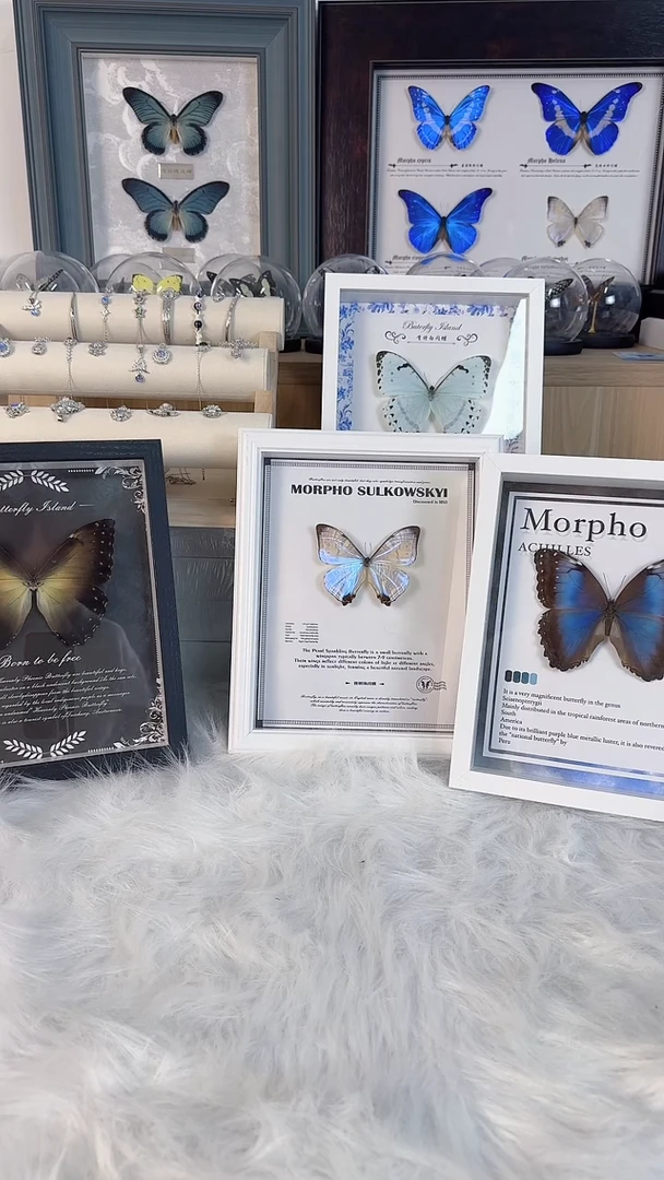 天然蝴蝶·标本收藏