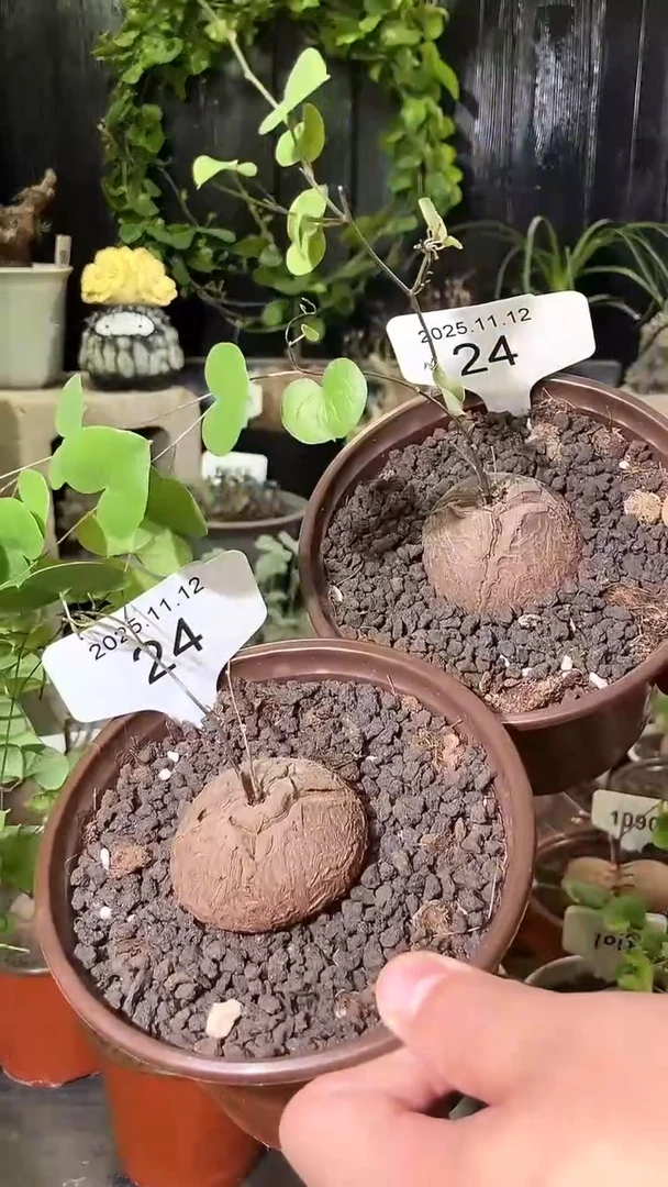 24号1112福利南非龟甲龙买一送一送刨花