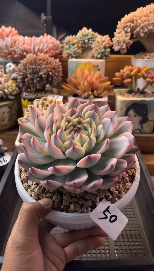 50吉娃娃锦111111111111111