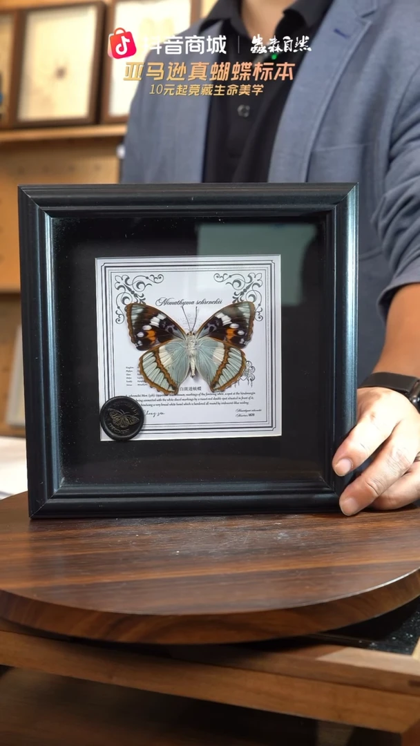 白斑迷蛱蝶反面7寸欧式方框