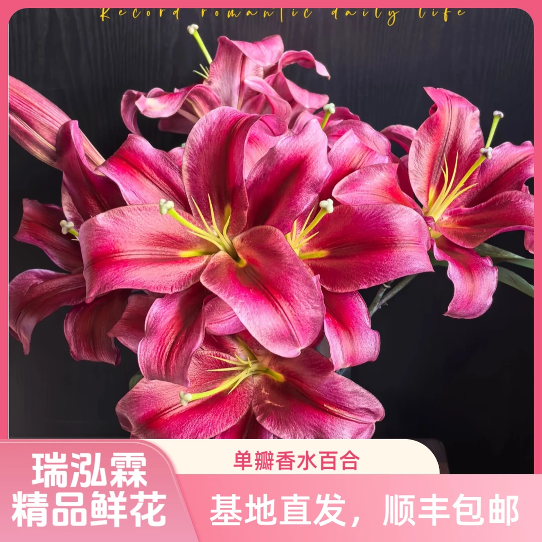 （永恒）稀有香水单瓣香水百合鲜花 东北基地直发顺丰包邮