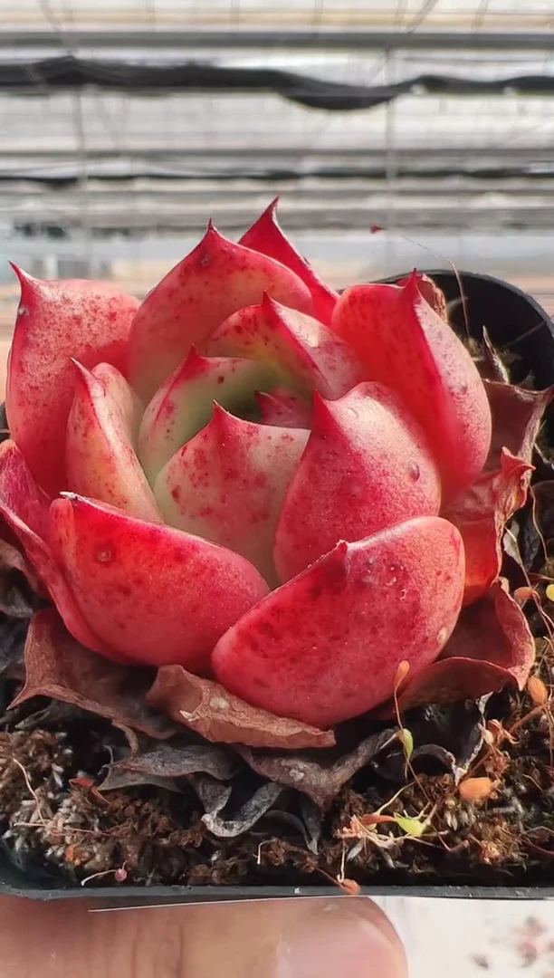 【闪购商品】新款多肉-55