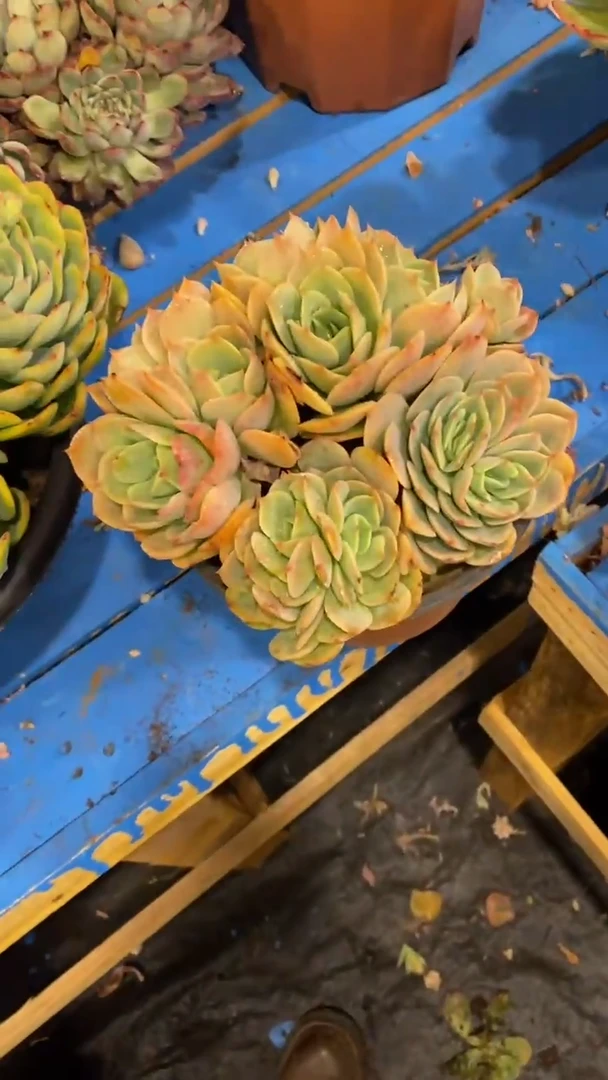 【闪购商品】1837白雪公主