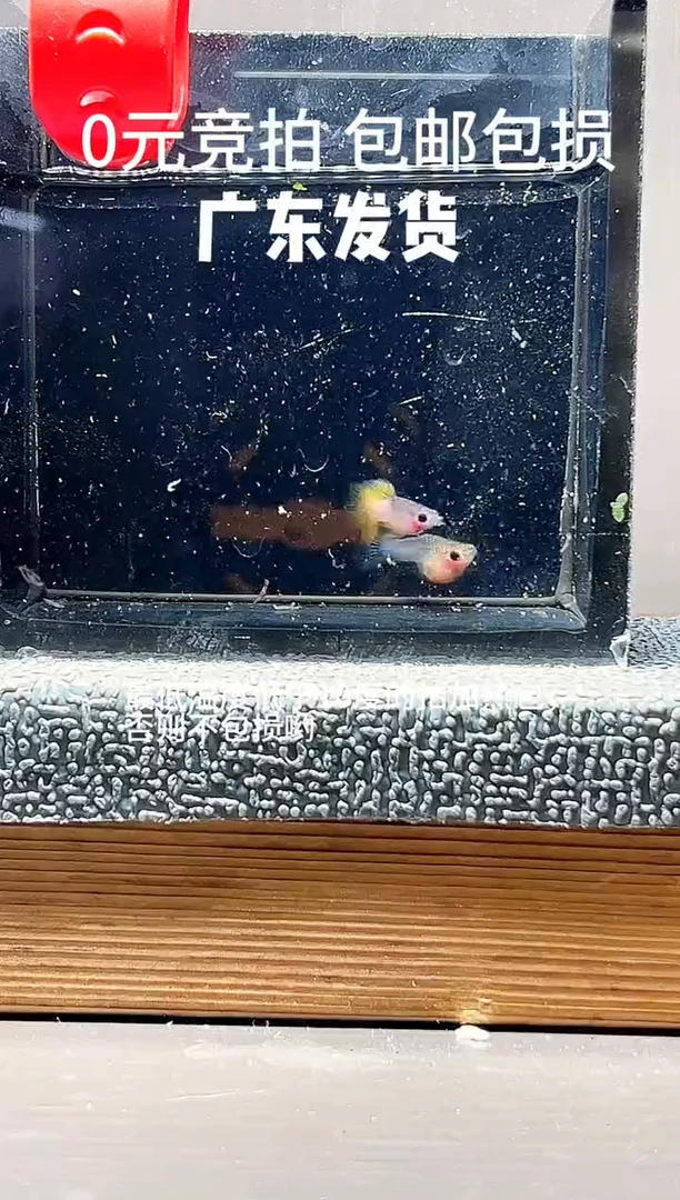 孔雀鱼粉猫一对编号14