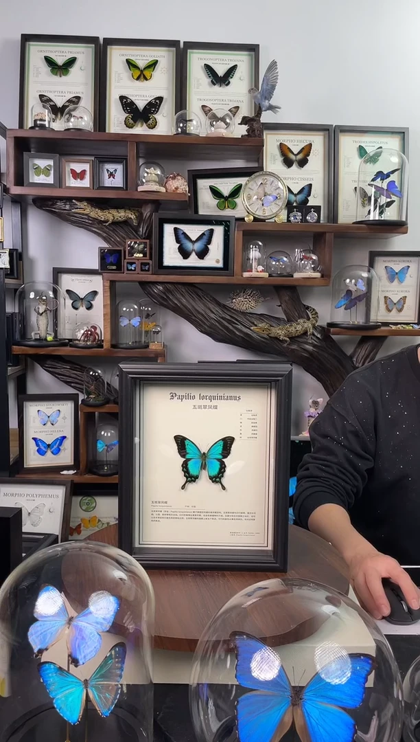 五斑翠凤蝶-中文版【10寸欧式框】