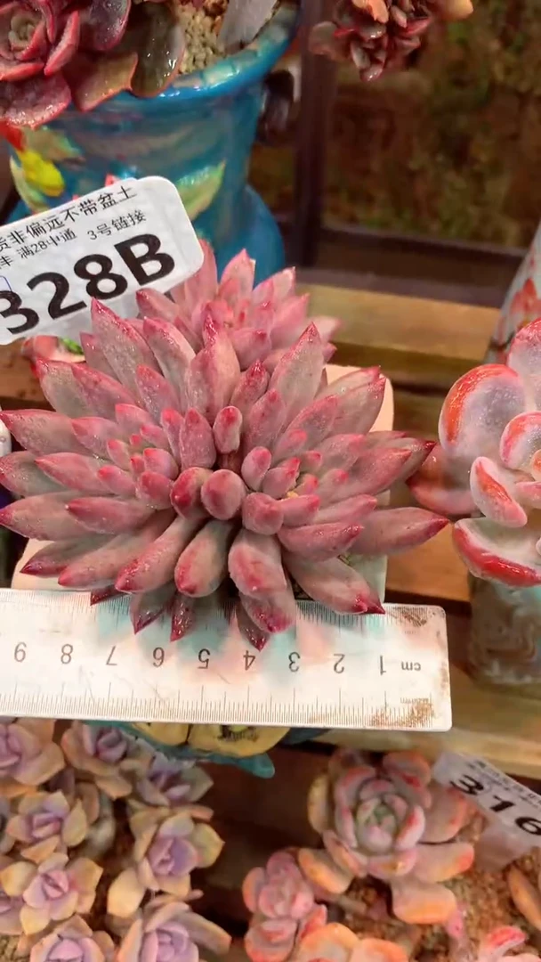 328B（一物一拍实付满28发货，默认不带盆土）