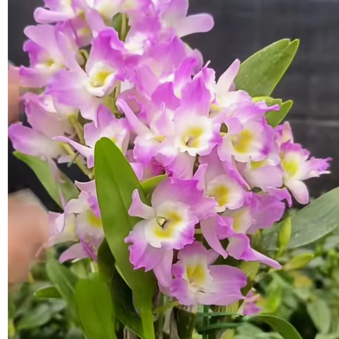 粉蝶春石斛原盆（开花漂亮，花期长，好养易成活，适合新手养殖）