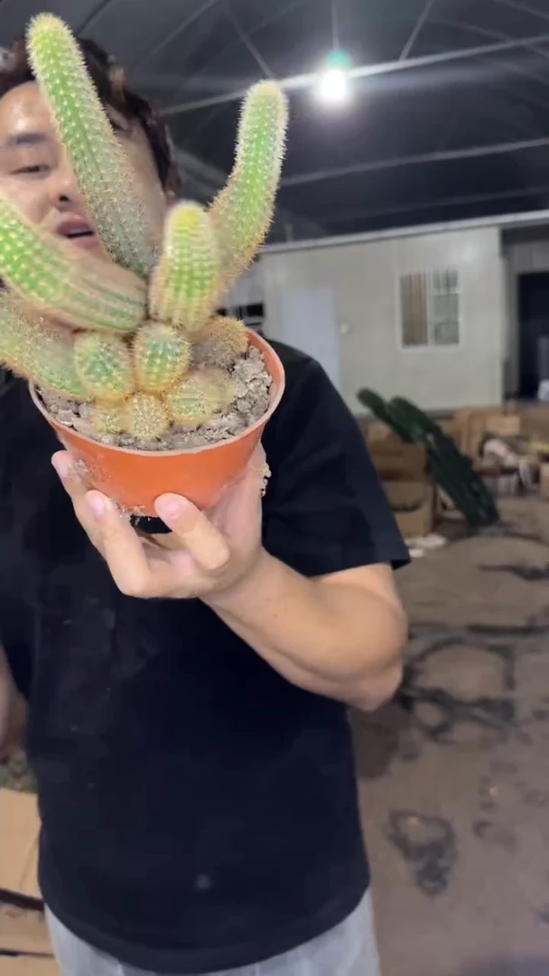 多头 紫水晶 金妞【带根】