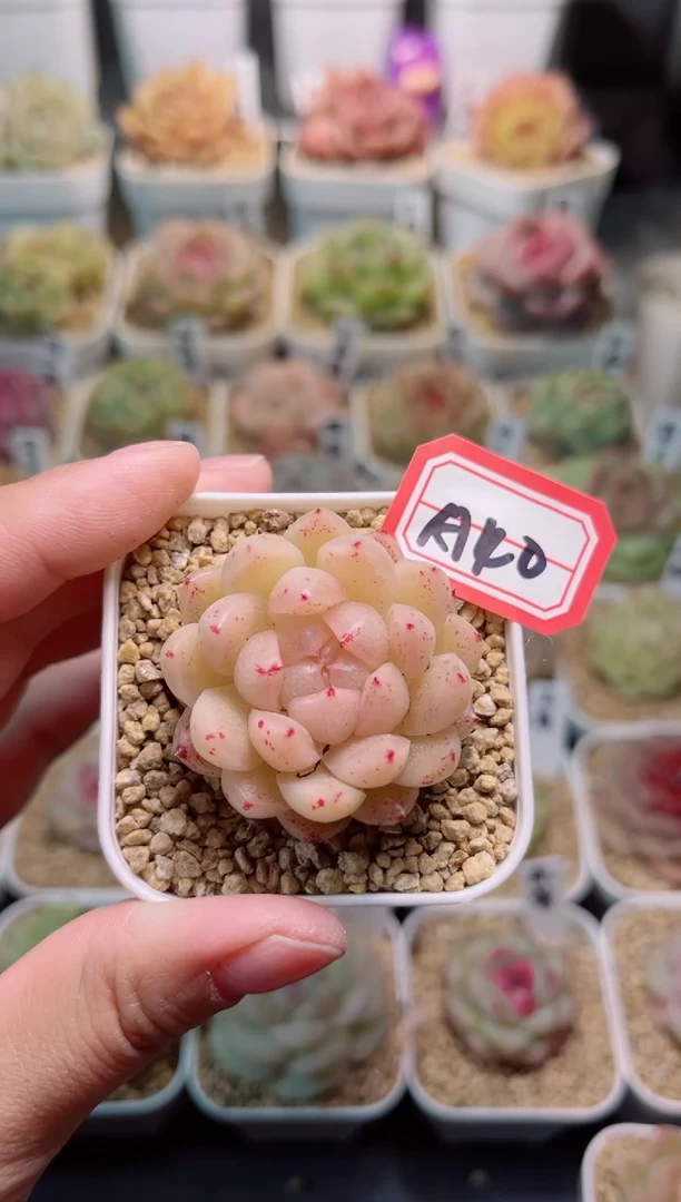 【闪购商品】A40浮游一物一拍