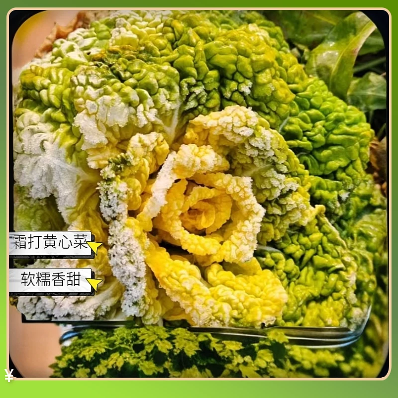 正宗霜打雪冻黄心菜