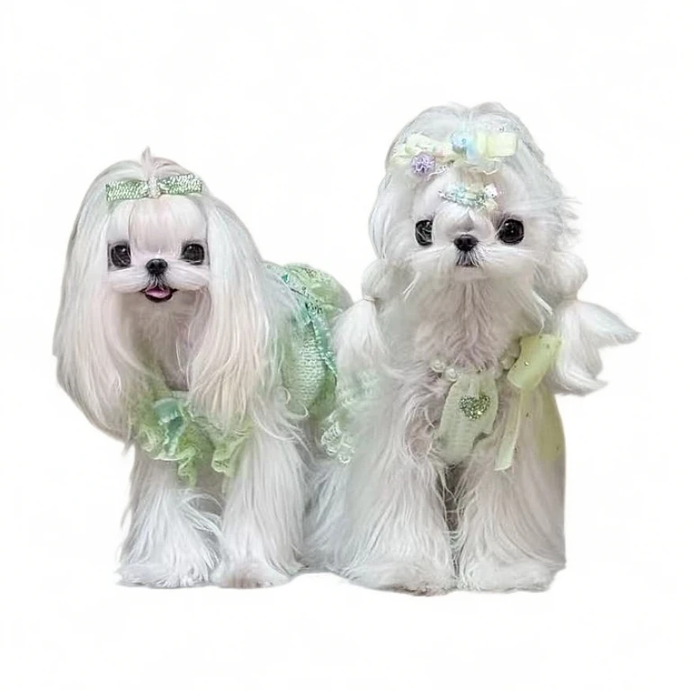 宠里私宠纯种小体马尔济斯幼犬韩系马尔济斯犬幼崽狗狗活体