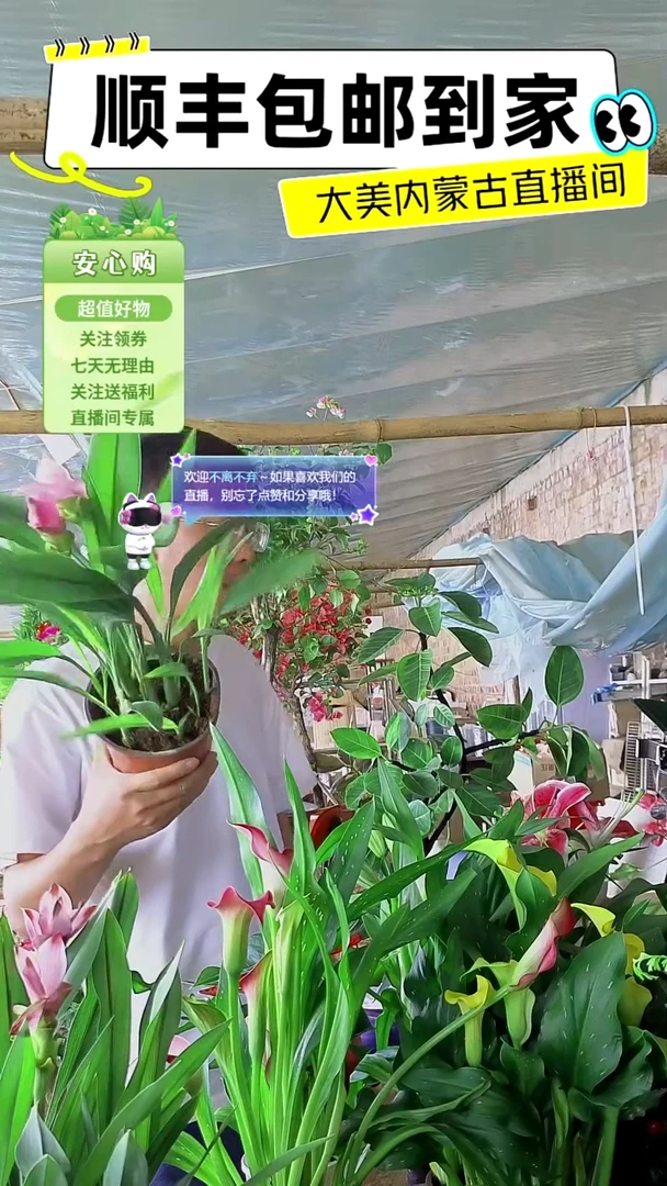 完全开放带花姜荷花
