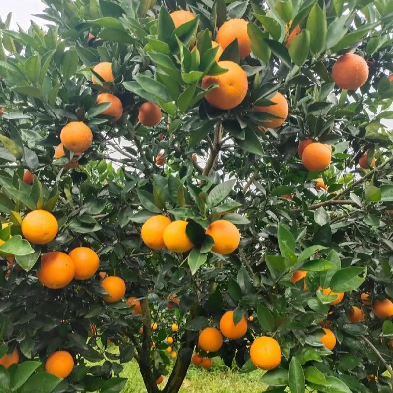 无品牌巴东长江边五月夏橙现摘现发果园直发