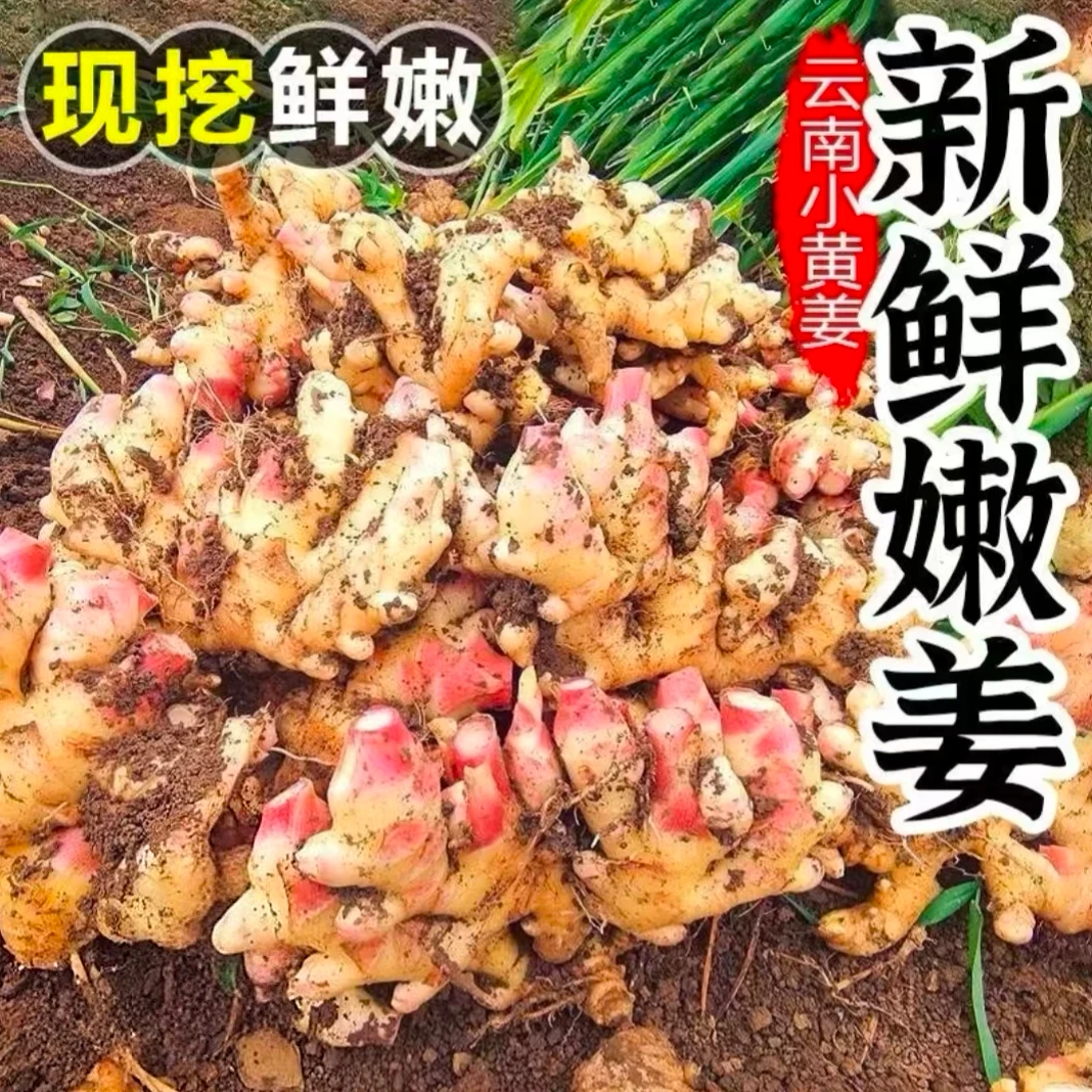 正宗云南小黄姜新鲜现采鲜香月子姜净重3斤