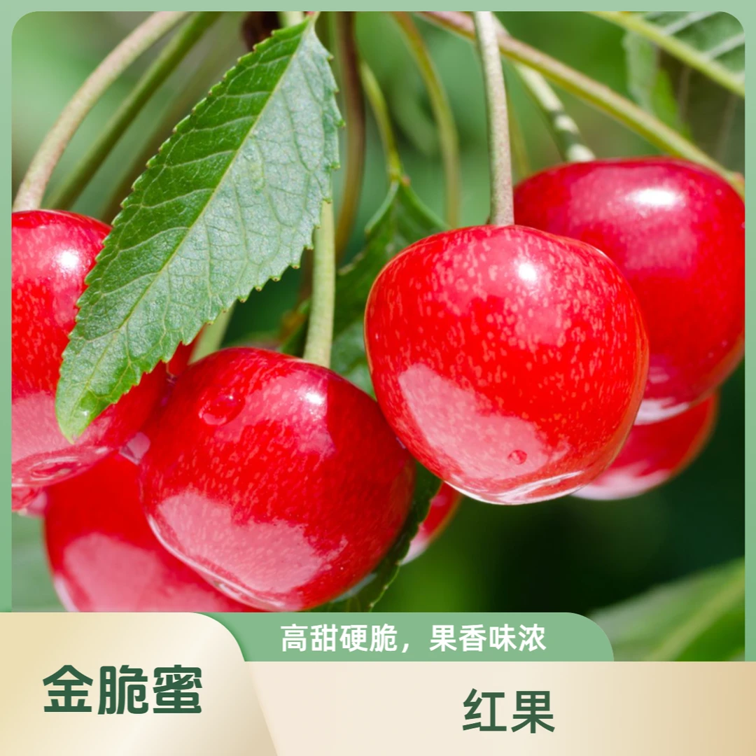 金脆蜜+巨人王 小苗组合 下单时请备注根系