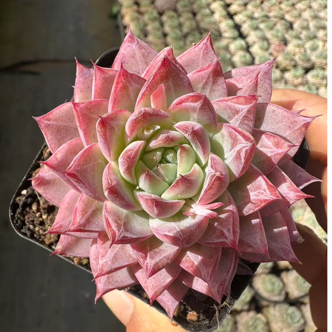 6#甜心格格多肉植物 前男友精品多肉 SM1316