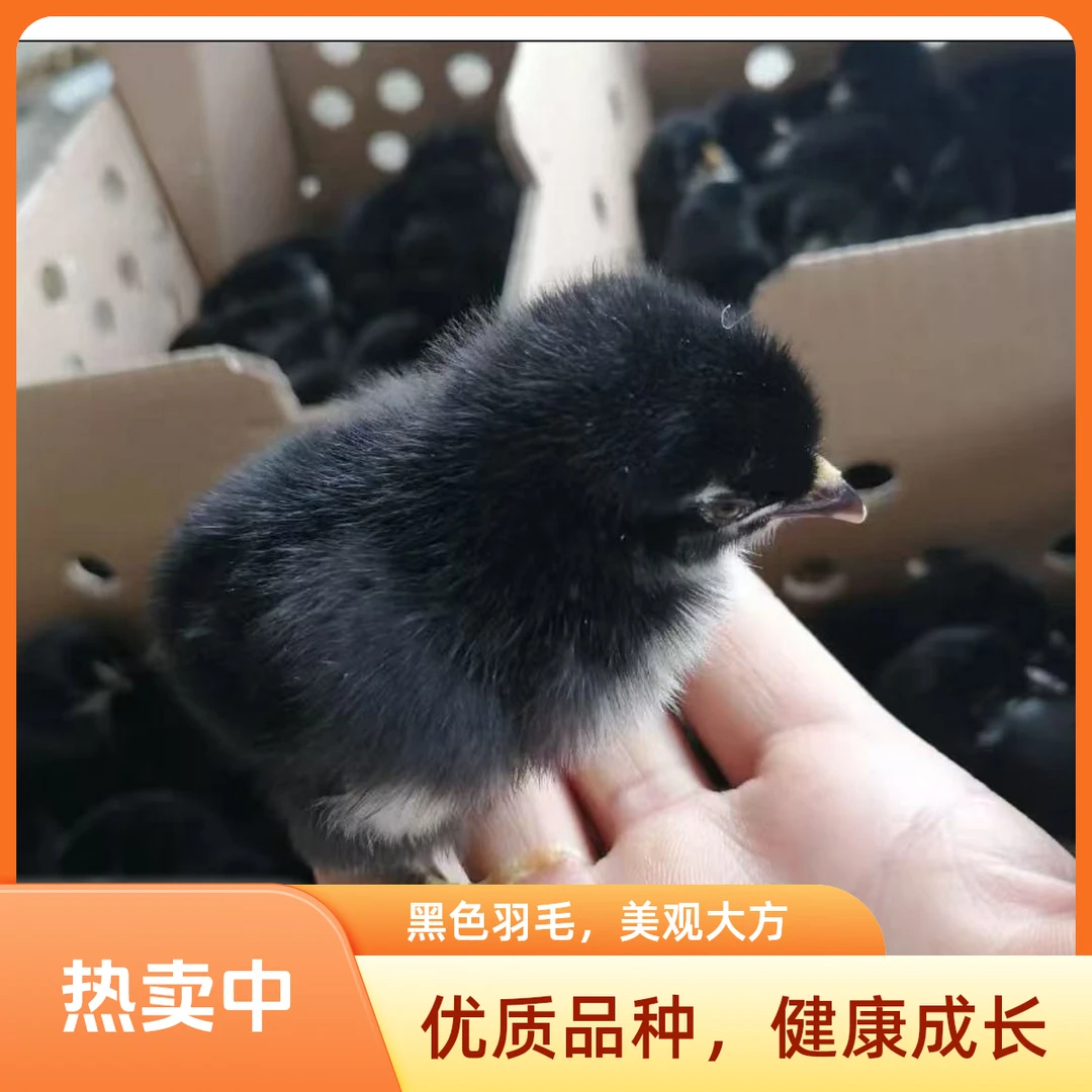 宠物鸡五黑鸡绿壳蛋鸡五黑鸡散养好养