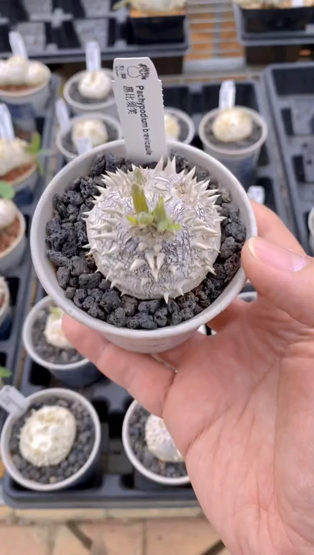 【闪购商品】惠比须笑FB-636