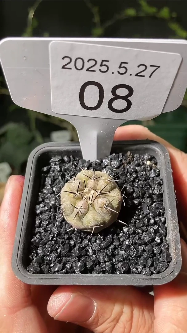 08号5.27.福利实生黑王丸