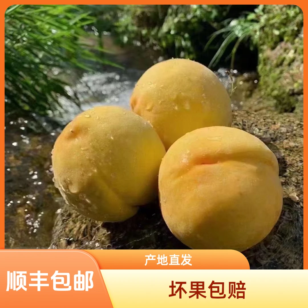 【5斤装】炎陵黄桃当季现摘黄肉桃子脆甜新鲜水果露天蜜桃脆甜毛桃