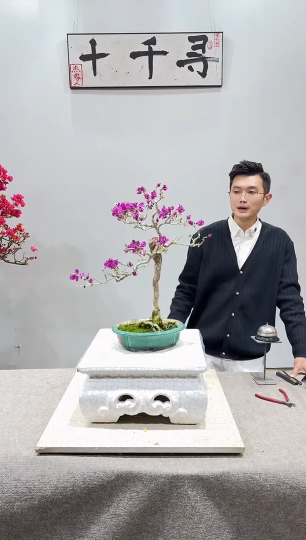 完全开放小叶紫三角梅