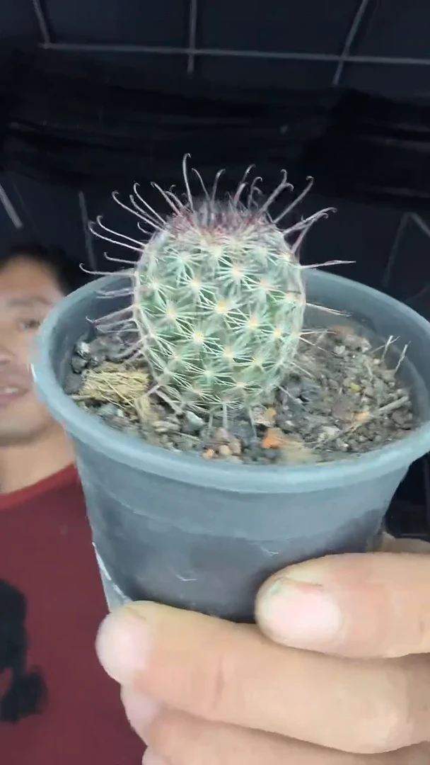 1-13号        29.99