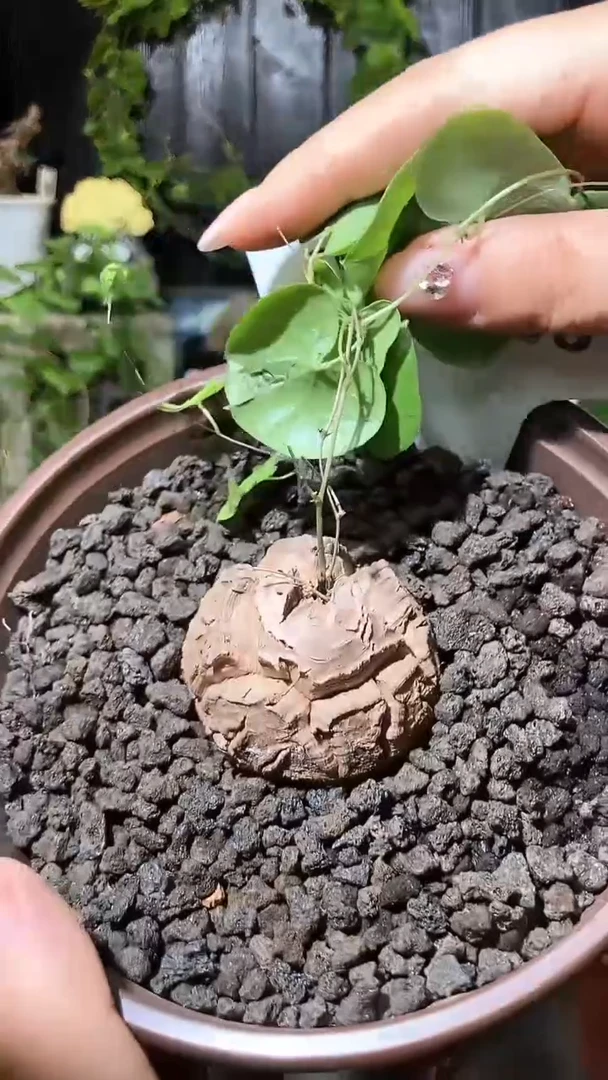 8893号1107甄选单颗南非龟甲龙