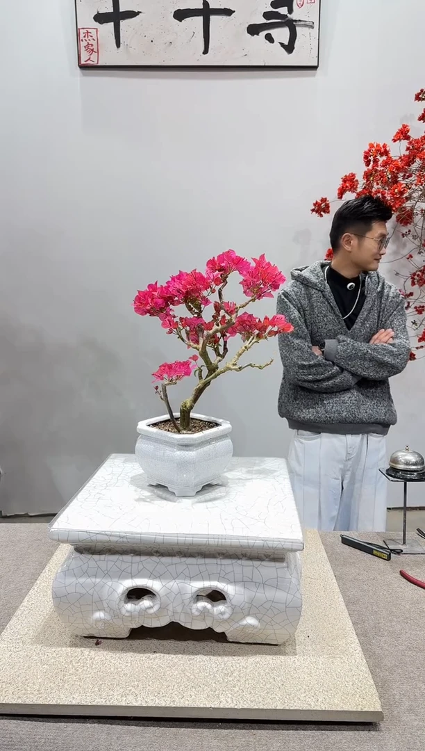 完全开放四季红三角梅