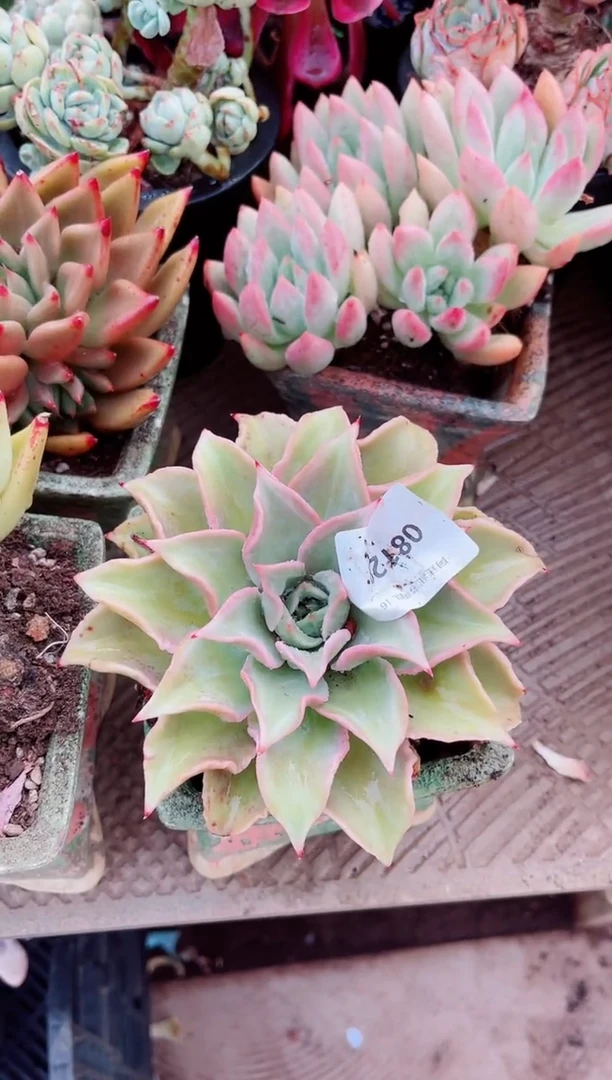 08128多肉植物一物一拍