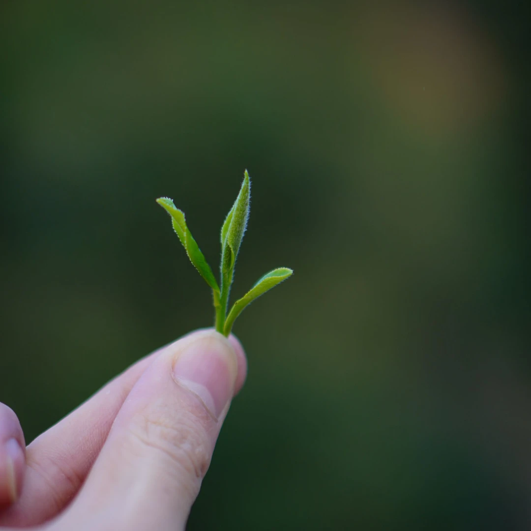 【孤品改价链接】蒋诚茶叶改价链接 |  安化黑茶金花茯茶 黑砖茶