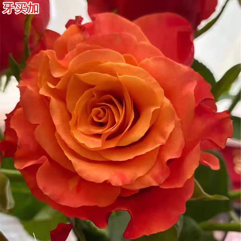 牙买加月季进口玫瑰灌木大花高杯庭院阳台盆栽四季开花
