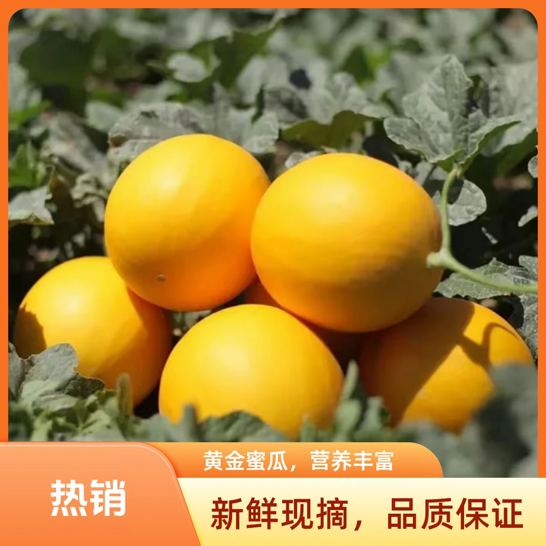 【顺丰京东】甘肃民勤沙漠蜜瓜4-9斤装金红宝甜瓜新鲜水果多仓发货