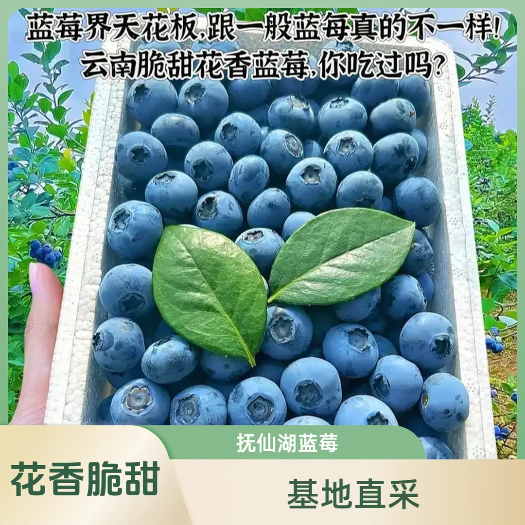 【顺丰空运】抚仙湖花香脆甜蓝莓 现摘现发