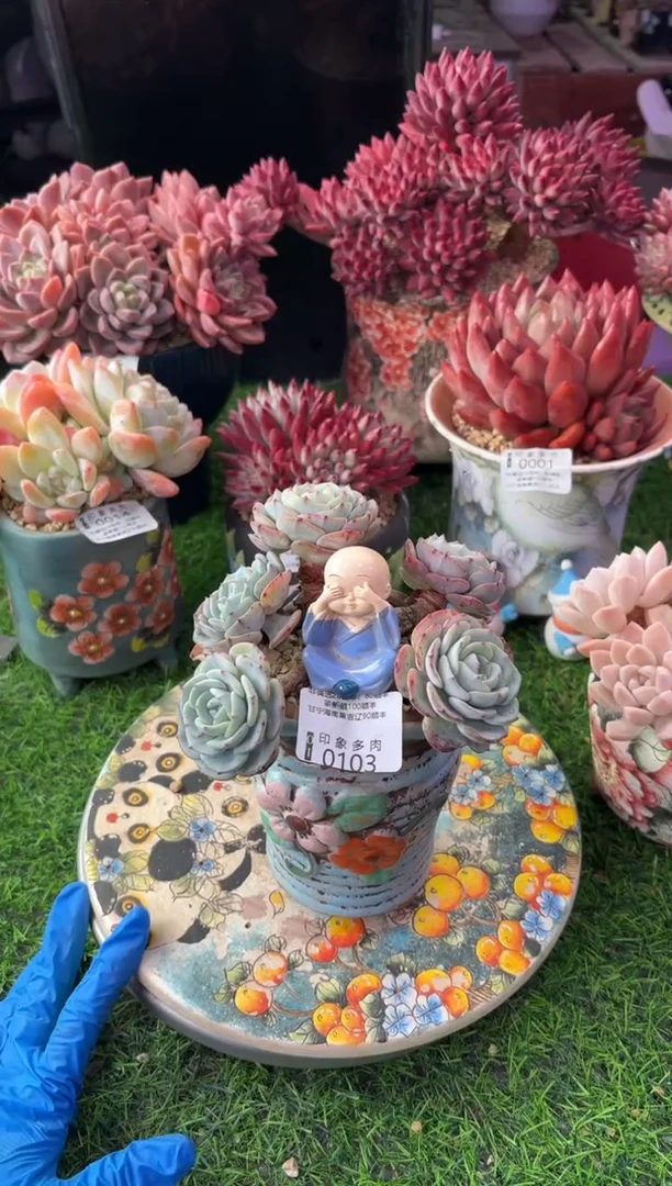 昆明印象多肉0103